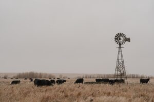 Kansas Cattle Farm