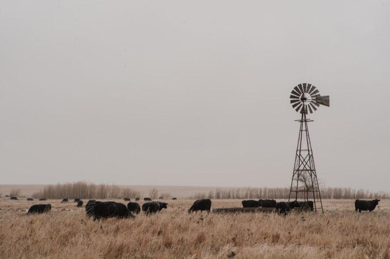 Kansas Cattle Farm