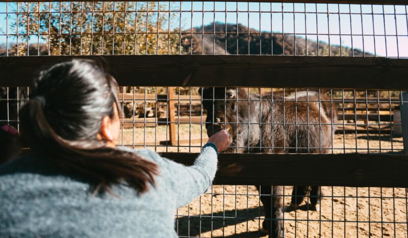 Feeding Animal on Nebraska Farm