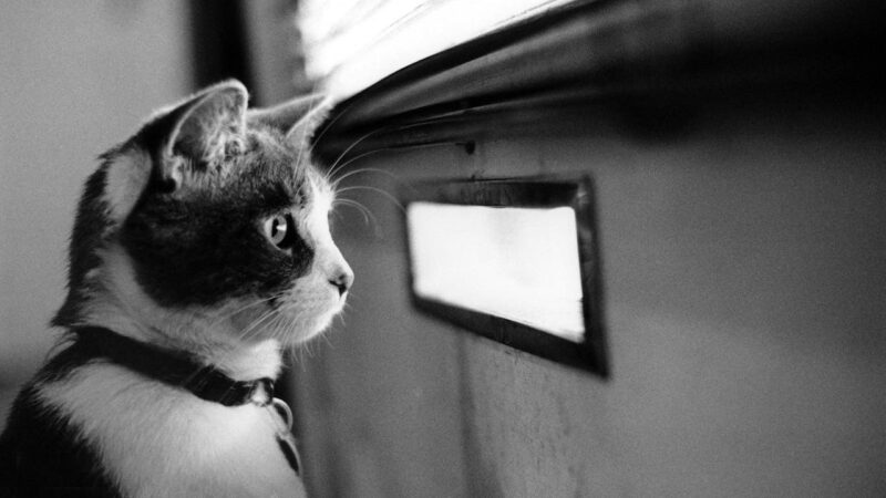 Cat Looking Out of Mail Slot
